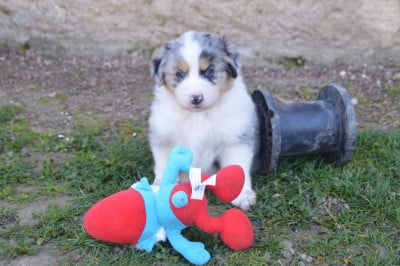 Les chiots de Berger Australien