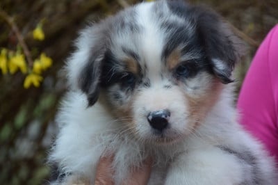 Les chiots de Berger Australien