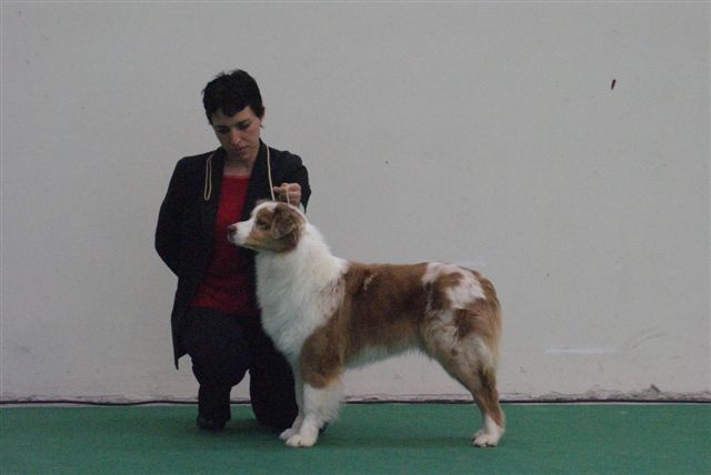 Exotic red piment du domaine de la Camosciara - 1 EXC RCAC /RCACIB classe OF