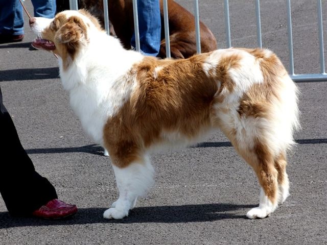 Exotic red piment du domaine de la Camosciara - IER EXC CAC/CACIB classe OF