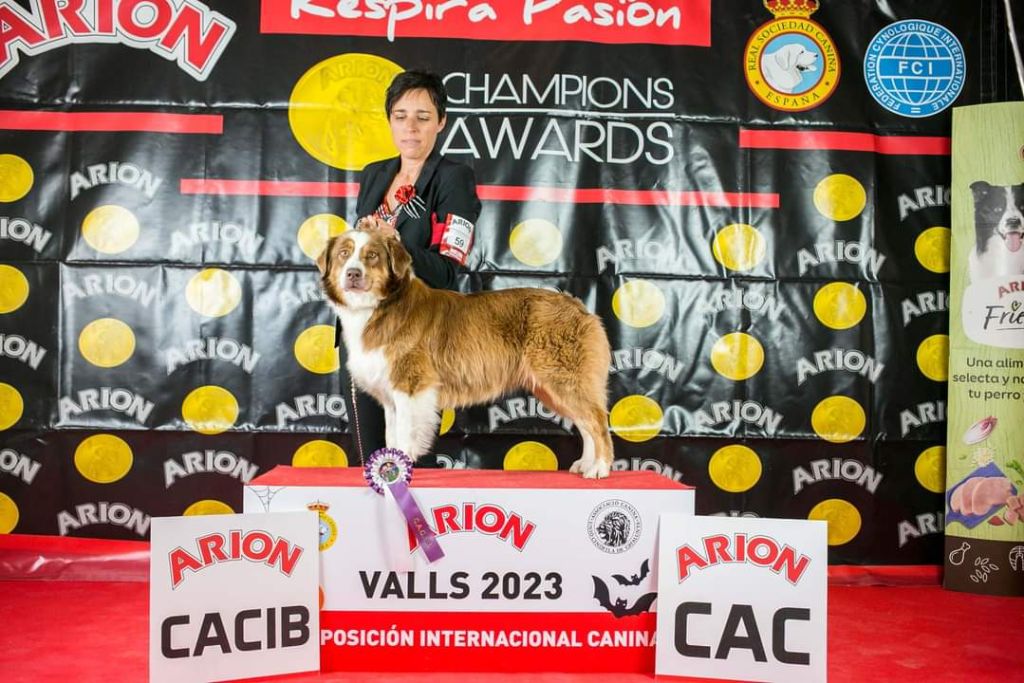 Pomchoco butter on the cake du domaine de la Camosciara - 1ere EXC CAC CACIB