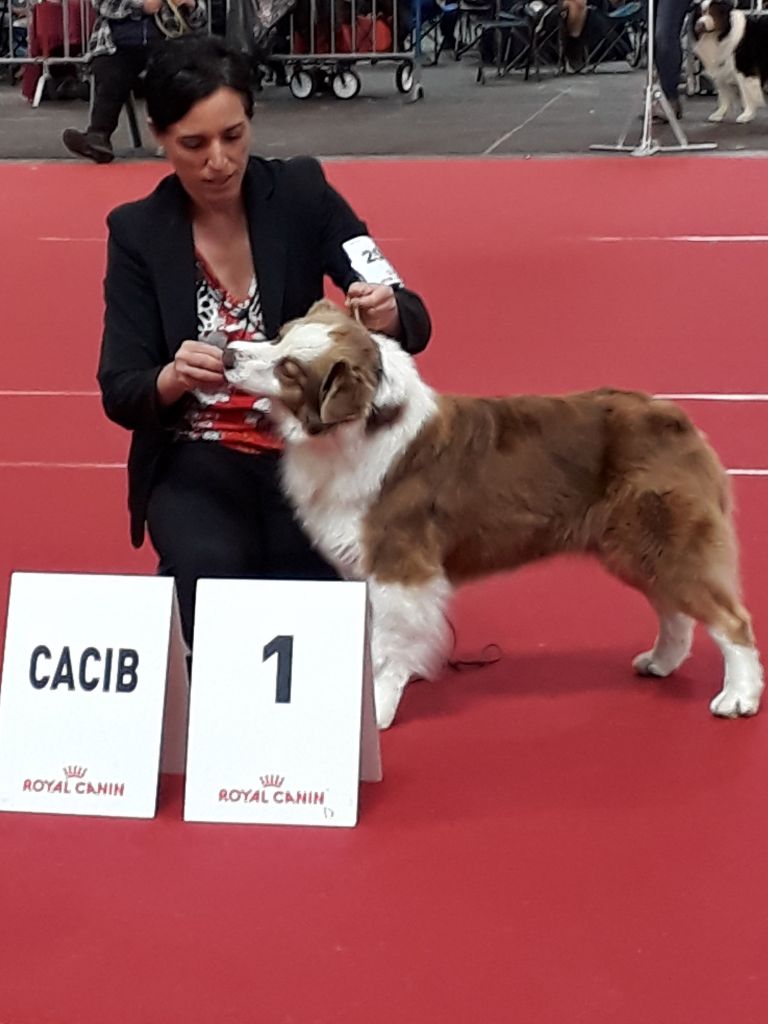 Jes mee & v des Terres De Khairyaca - 1ER EXC CAC CACIB