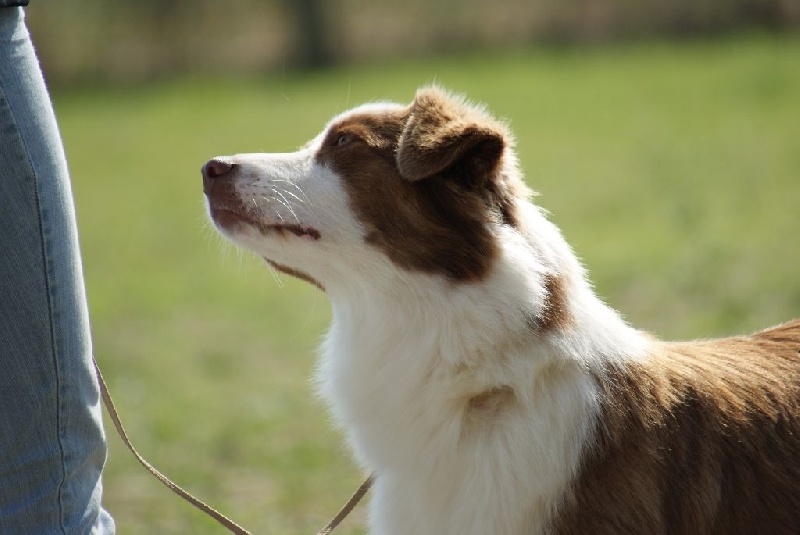 Jes mee & v des Terres De Khairyaca - 2eme EX RCCACJF