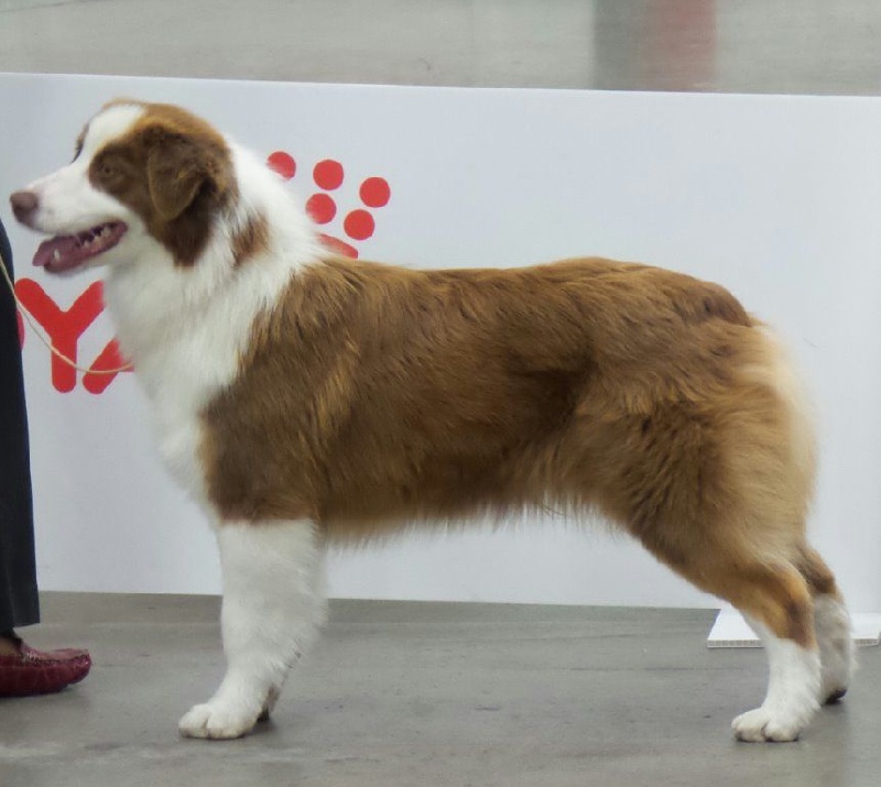 Jes mee & v des Terres De Khairyaca - 1ere Excellent classe JF