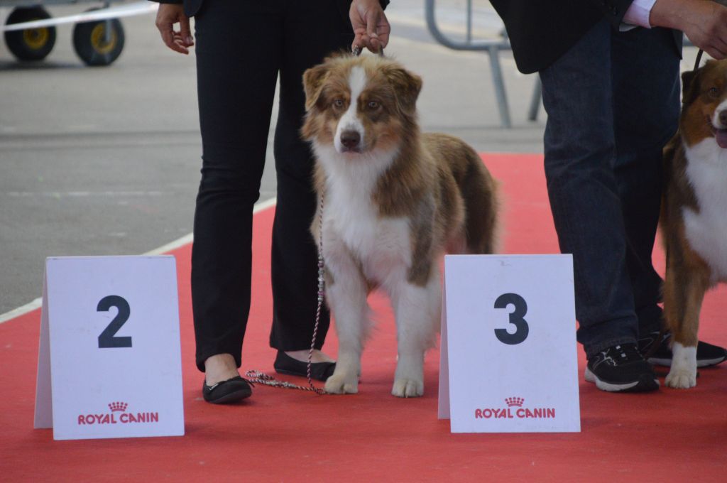 Pomchoco butter on the cake du domaine de la Camosciara - 2 ème EXC OF
