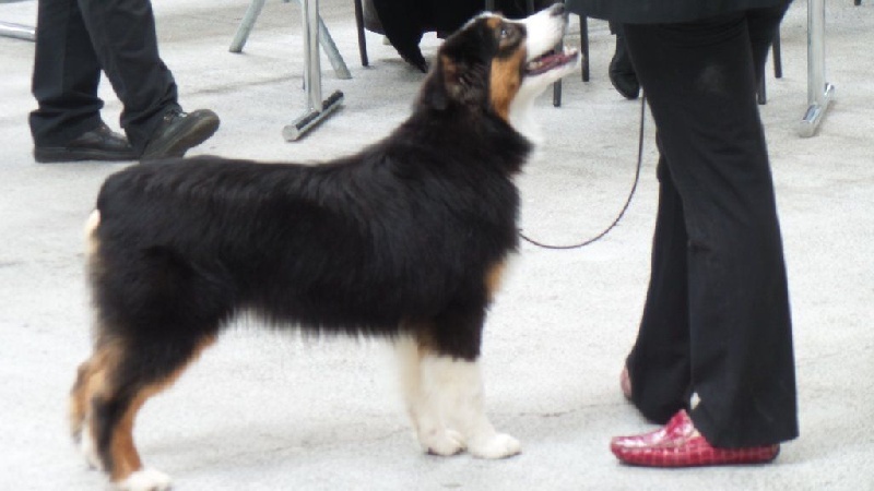 cau fosca La dolce vita - 2EME TP clsse puppy F