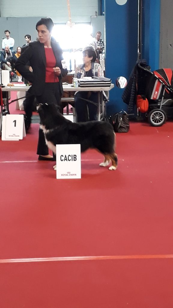 cau fosca La dolce vita - 1er EXC CAC CACIB Meilleur sexe opposé