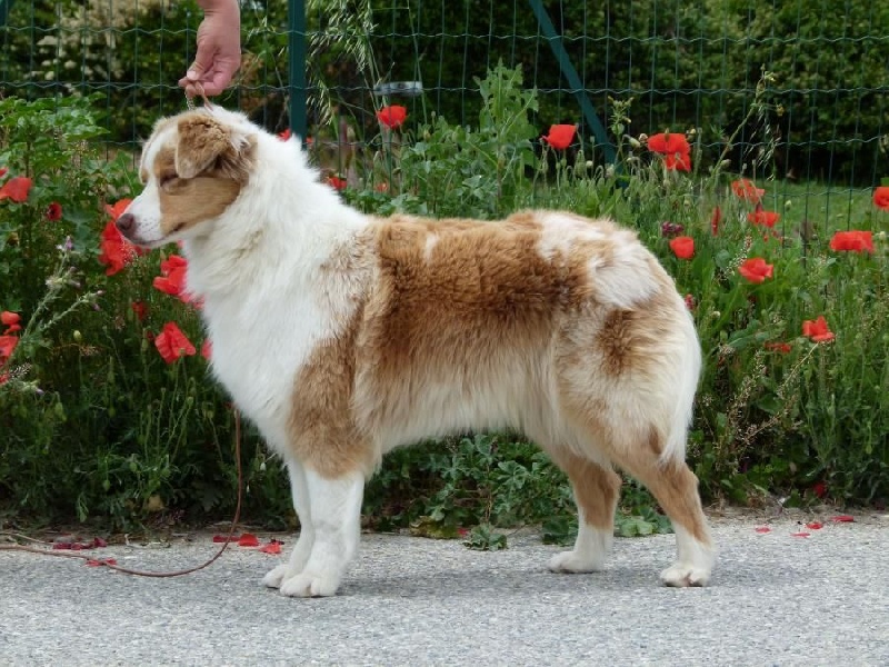 Exotic red piment du domaine de la Camosciara - 1ER EXCELLENT CAC BOB