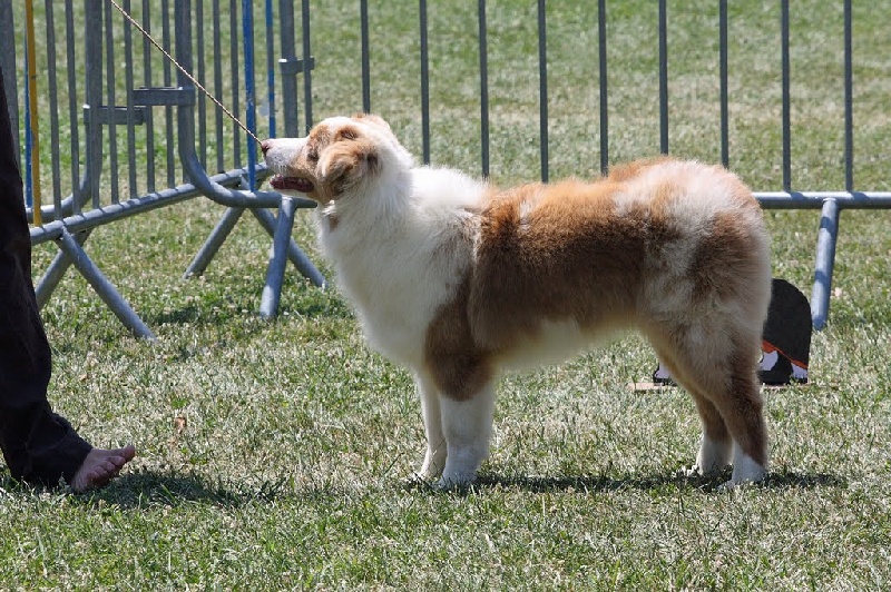 Exotic red piment du domaine de la Camosciara - TP classe PUPPY