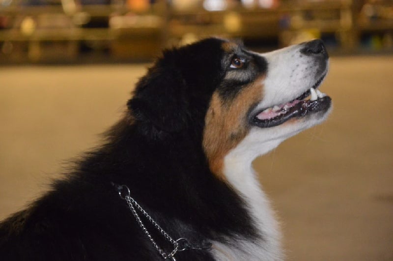 cau fosca La dolce vita - 2 eme EXC classe OF