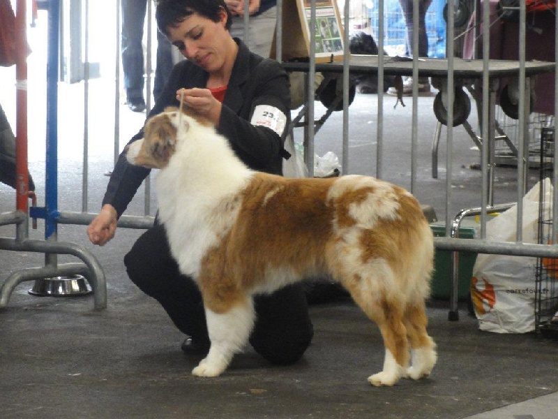 Exotic red piment du domaine de la Camosciara - INSUFFISANT ( pour l'appréciation de la couleur de robe )