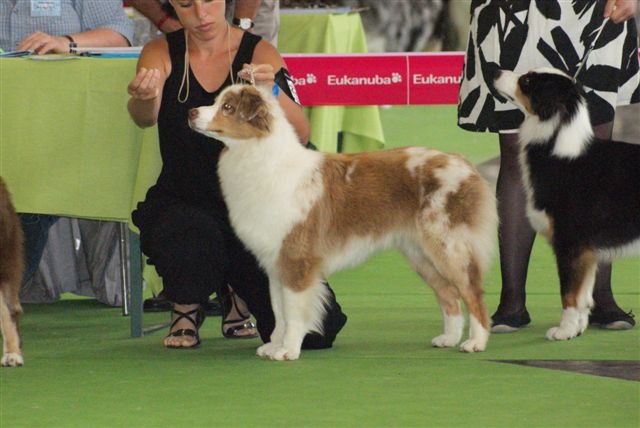 Exotic red piment du domaine de la Camosciara - ESCELLENT classe JEUNE