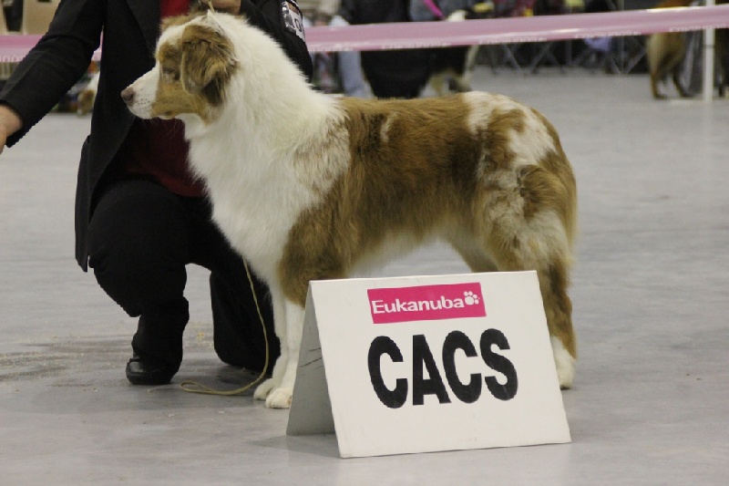 Exotic red piment du domaine de la Camosciara - 1 EXC CACS OF