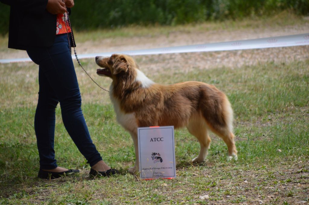 Pomchoco butter on the cake du domaine de la Camosciara - 1 Exc ATCC OF