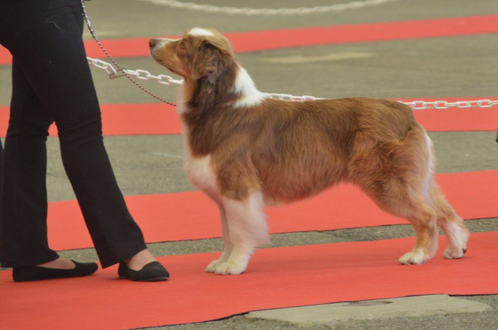 Pomchoco butter on the cake du domaine de la Camosciara - EXC NC OF / 48 F