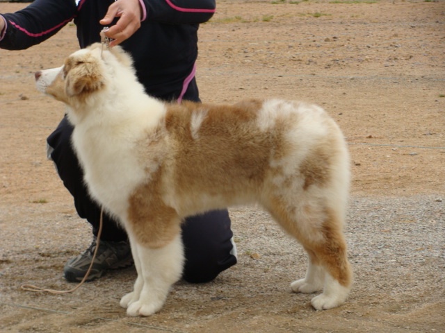 Exotic red piment du domaine de la Camosciara - 9 èmeTP classe BABY