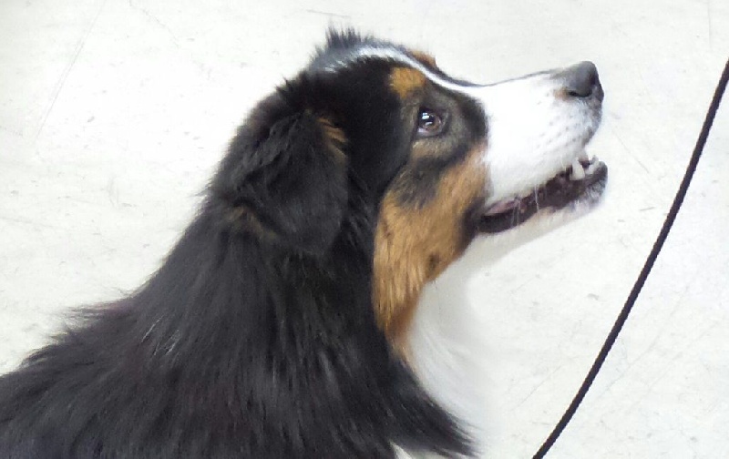 cau fosca La dolce vita - 1ERE PUPPY F MEILLEUR PUPPY