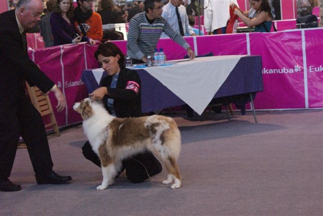 Exotic red piment du domaine de la Camosciara - 1ER EXCELLENT RCAC classe INTER