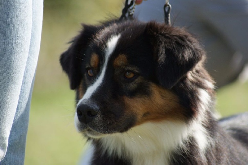 cau fosca La dolce vita - 3EME EXC classe INTERF