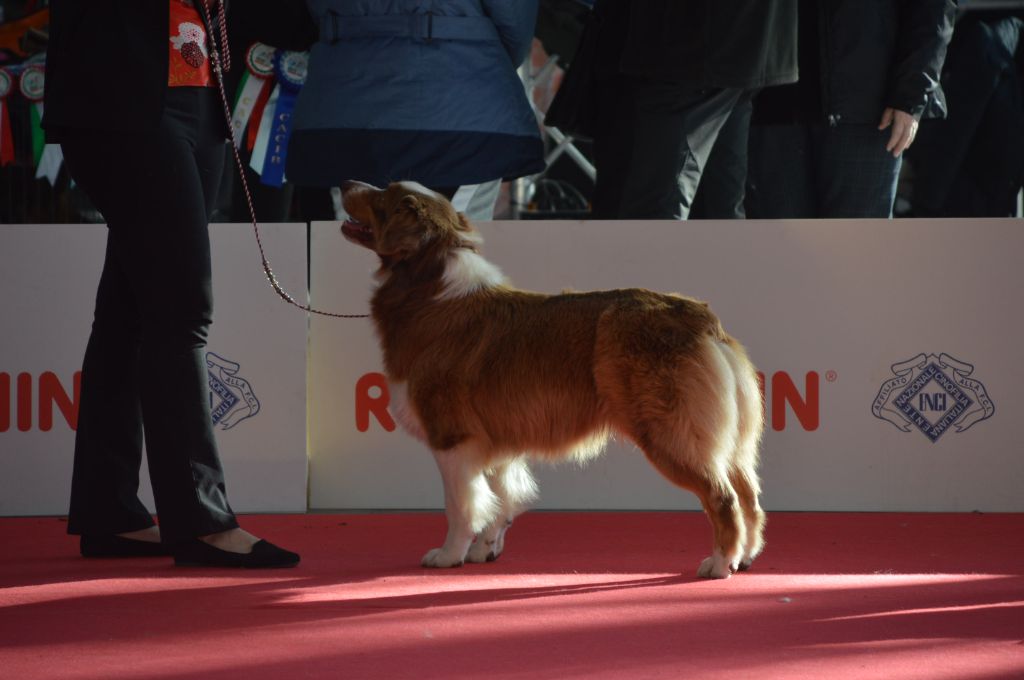 Pomchoco butter on the cake du domaine de la Camosciara - 1er EXC CAC OF