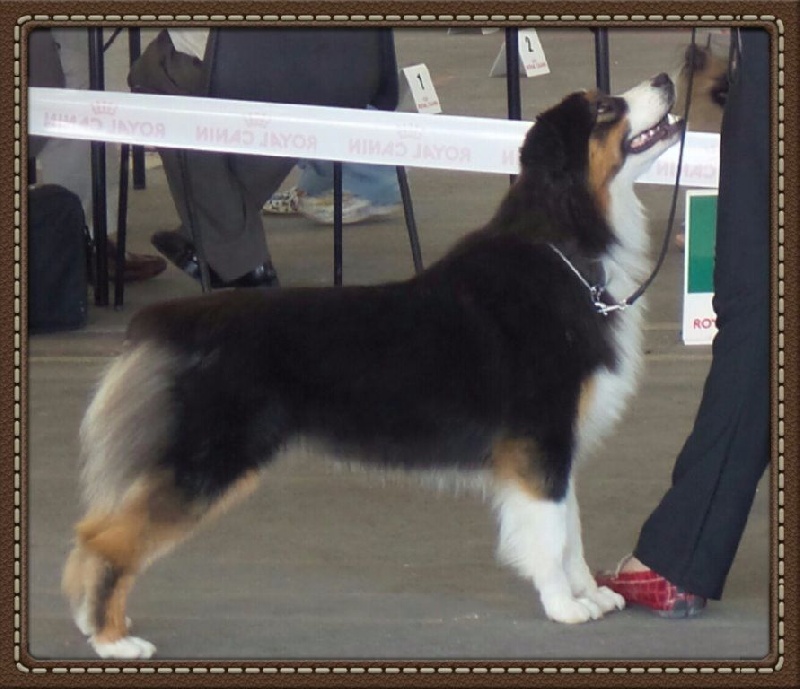 cau fosca La dolce vita - 1ere EXCELLENT classe JF MEILLEUR J