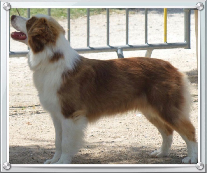 Jes mee & v des Terres De Khairyaca - 2eme EXC classe JF