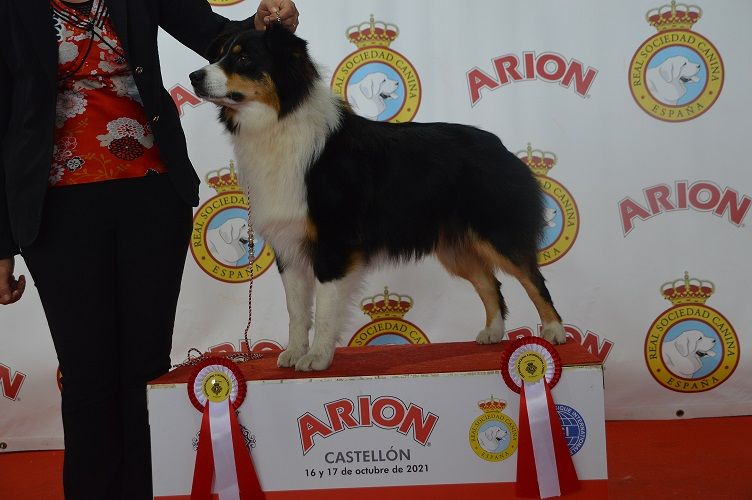 Rhapsody bohemian du domaine de la Camosciara - 1 ère EXC OF CAC CACIB BOS