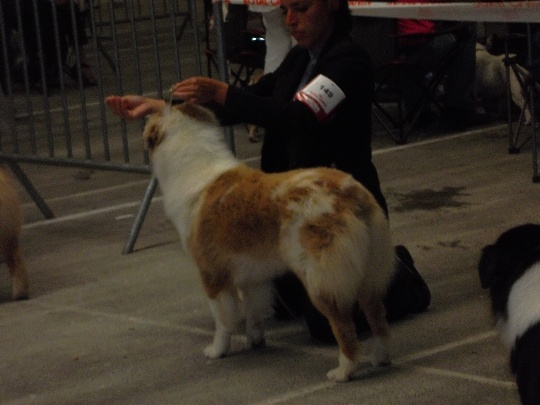 Exotic red piment du domaine de la Camosciara - 1ER EXCELLENT RCACS