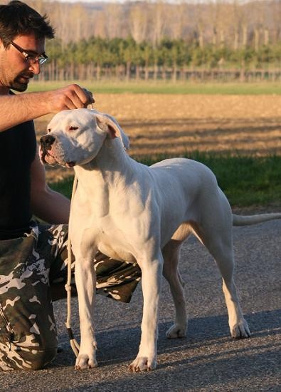 Publication : de Los Angeles de Monteriazor