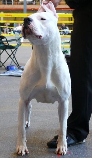 Publication : de Los Angeles de Monteriazor