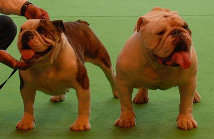 Publication : des Rob and son bulls Auteur : Nguyen Dinh