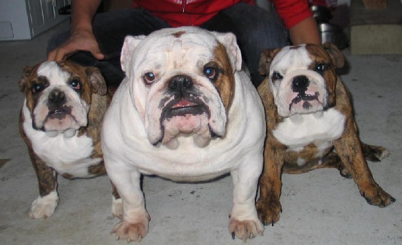 Publication : des Rob and son bulls Auteur : Nguyen Dinh