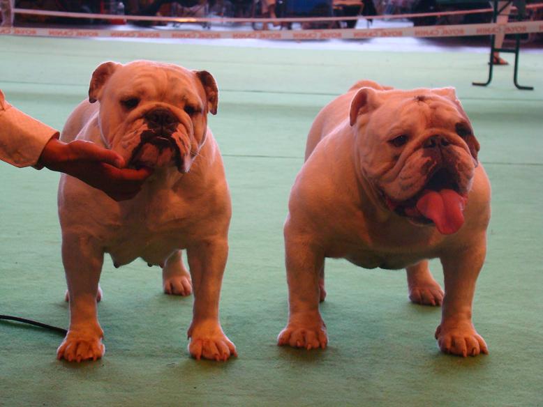 Publication : des Rob and son bulls Auteur : Nguyen Dinh