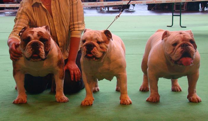 Publication : des Rob and son bulls Auteur : Nguyen Dinh