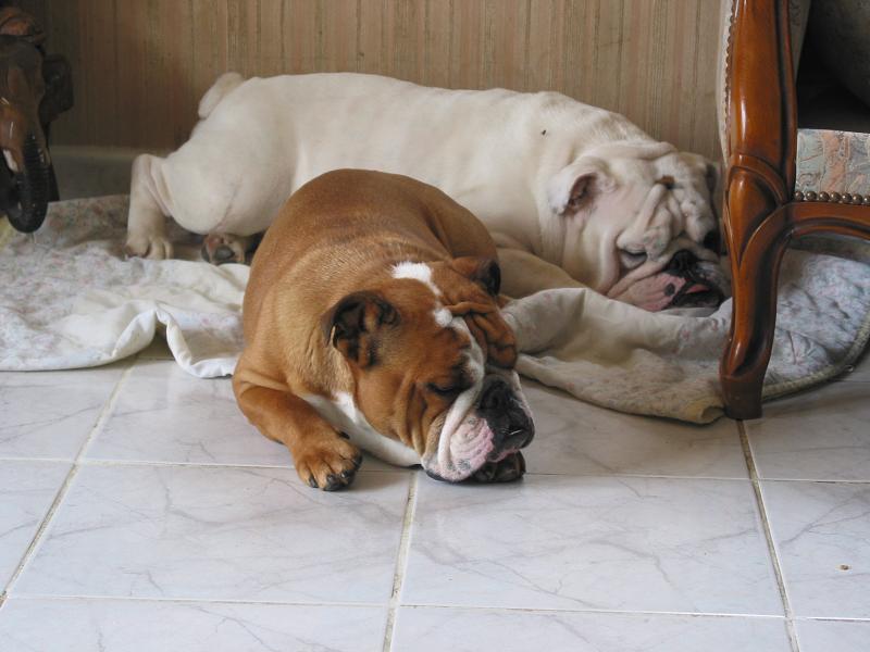 Publication : des Rob and son bulls Auteur : Nguyen Dinh