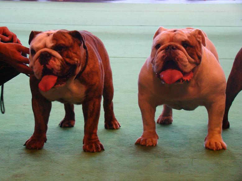 Publication : des Rob and son bulls Auteur : Nguyen Dinh