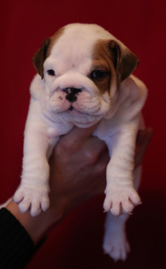 CHIOT - Bulldog Anglais