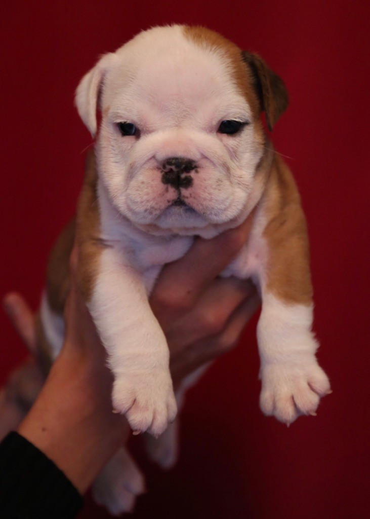 CHIOT - Bulldog Anglais