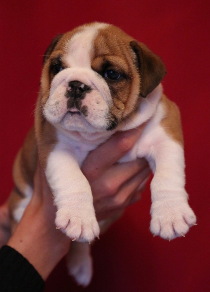 CHIOT - Bulldog Anglais
