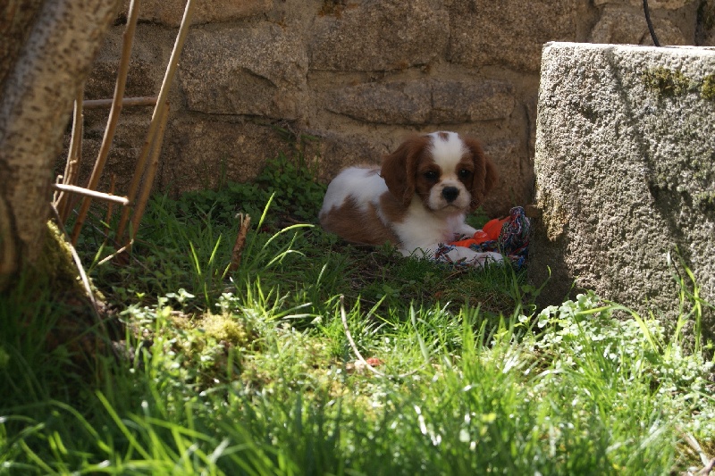 Publication : de Phégye-Ling