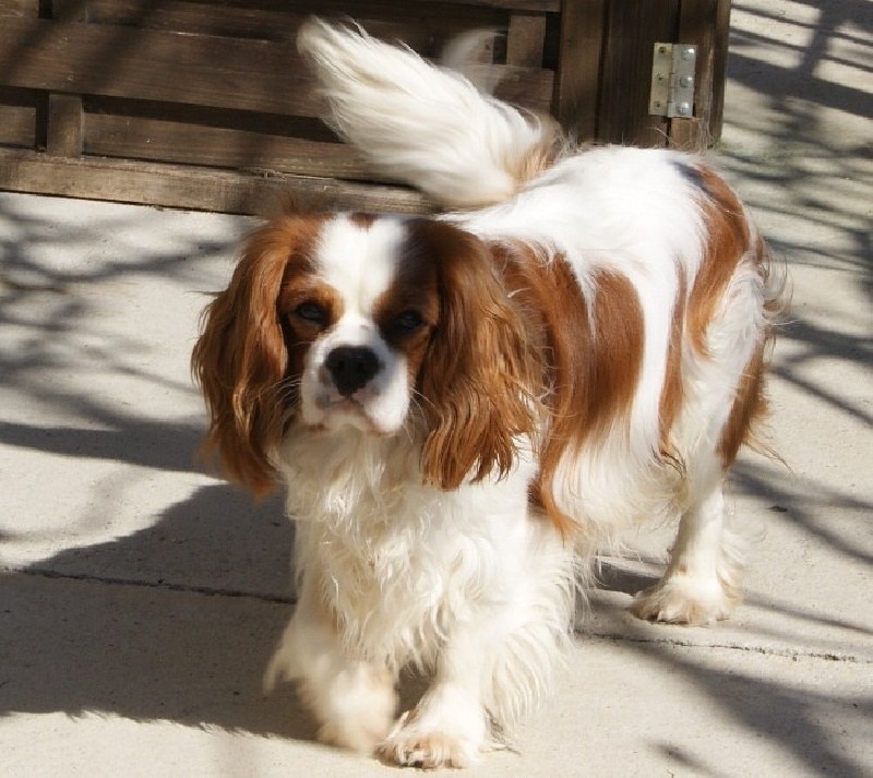 Publication : de Phégye-Ling