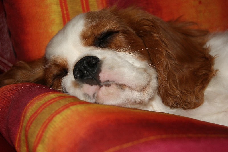 Publication : de Phégye-Ling