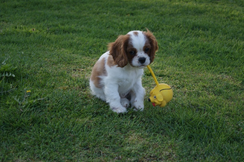 Publication : de Phégye-Ling