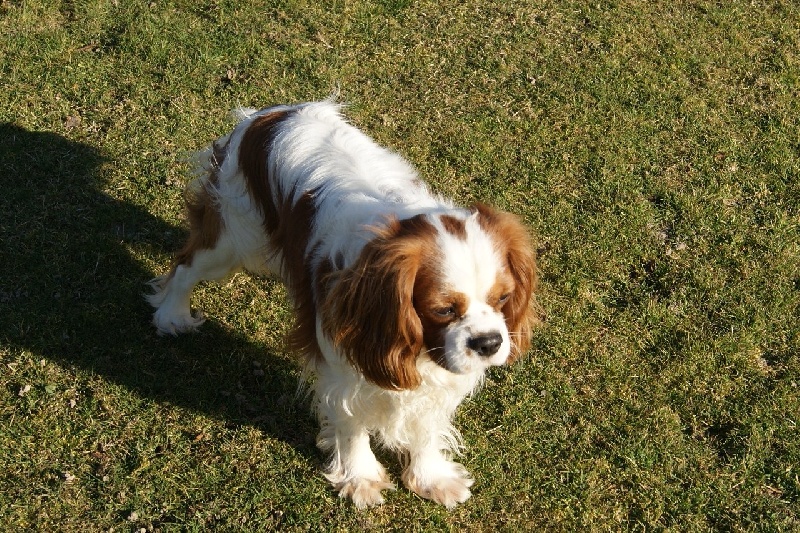 Publication : de Phégye-Ling