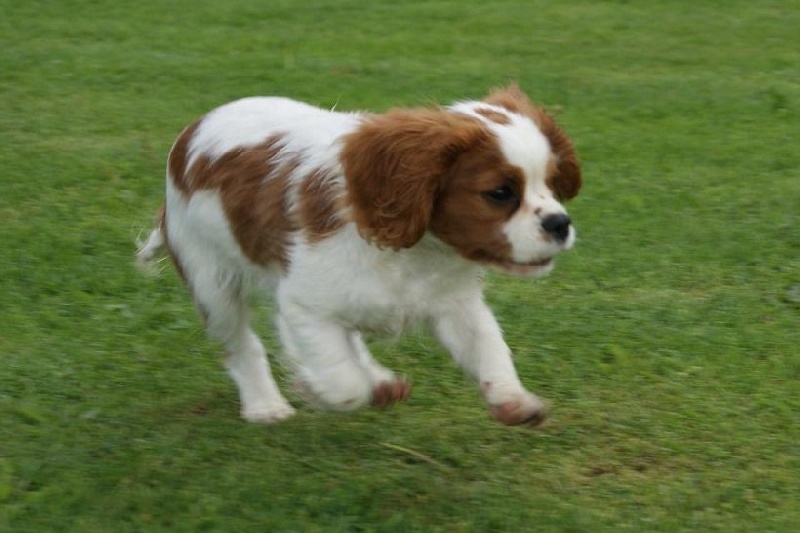 Publication : de Phégye-Ling