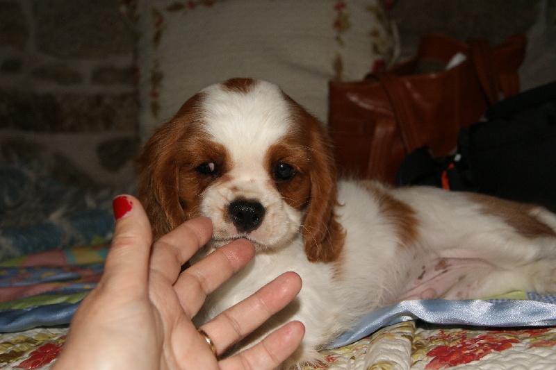 Publication : de Phégye-Ling