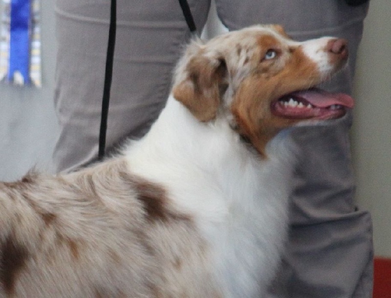 Publication : de Vaumarloups Auteur : dornat