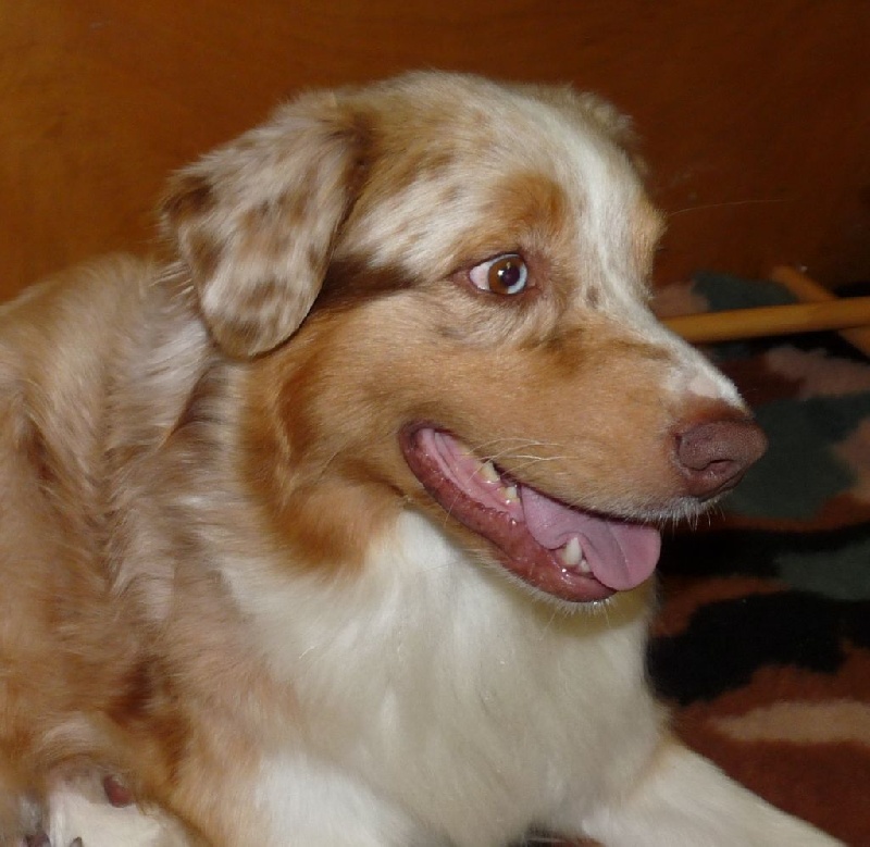 Publication : de Vaumarloups Auteur : dornat