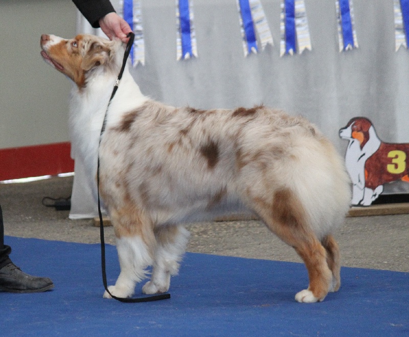 Publication : de Vaumarloups Auteur : dornat