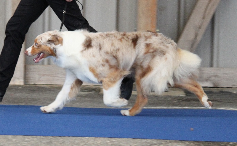 Publication : de Vaumarloups Auteur : dornat